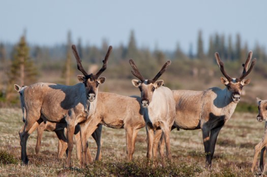 A portion of the large herd of eastern migratory caribou